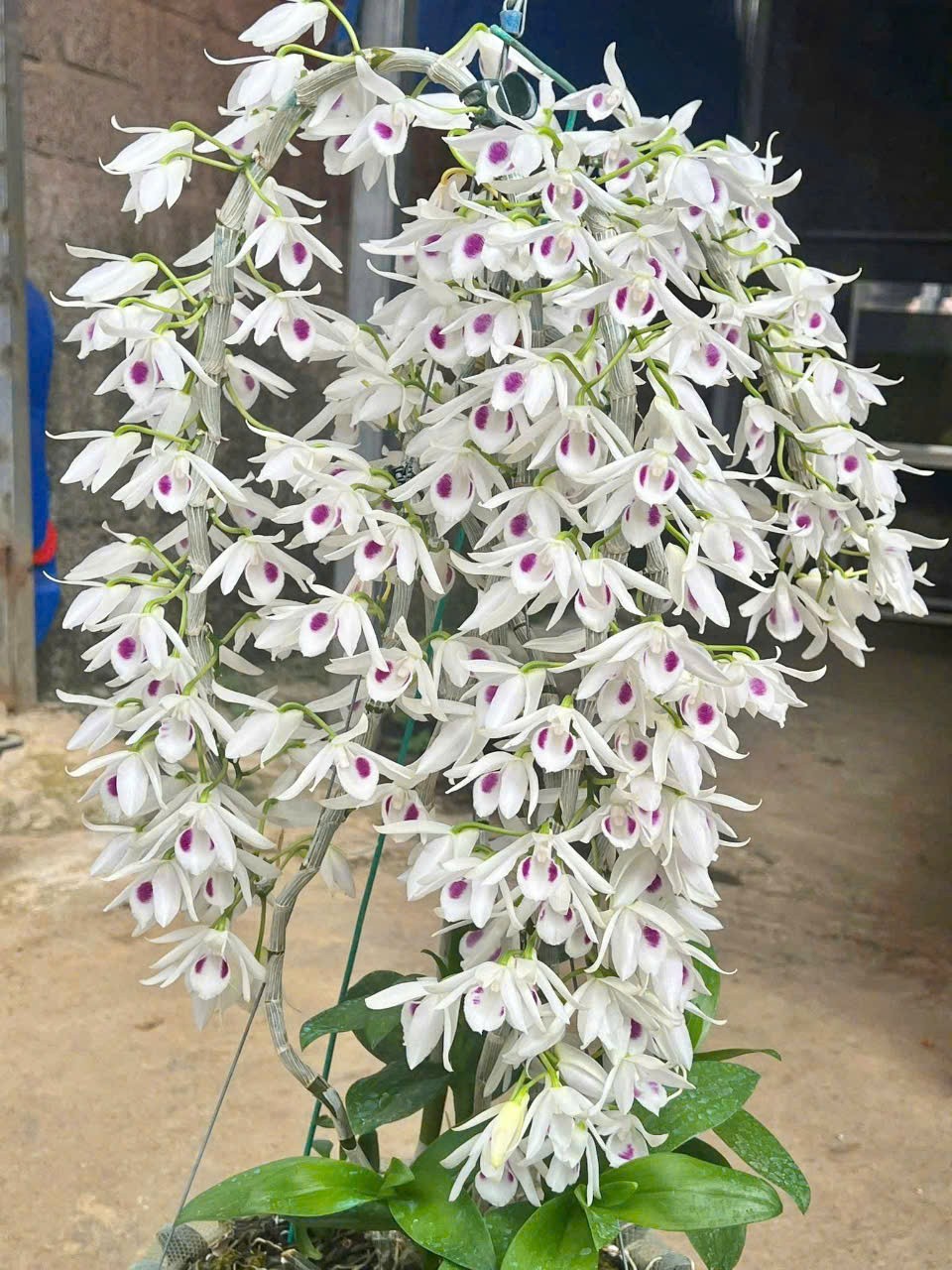 Nghệ nhân sinh vật cảnh năng động, sáng tạo Nghệ nhân sinh vật cảnh năng động, sáng tạo