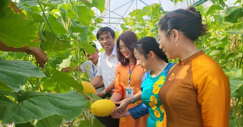 Trồng dưa lưới công nghệ cao kết hợp du lịch sinh thái mang lại hiệu quả kinh tế cao cho gia đình anh Trang. (Ảnh minh hoạ).