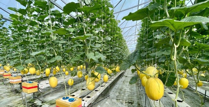 Dưa lưới Huỳnh Long có vỏ màu vàng, vân lưới mỏng nhẹ, trái hình bầu dục, ruột dưa màu cam nhạt, độ ngọt khá cao.