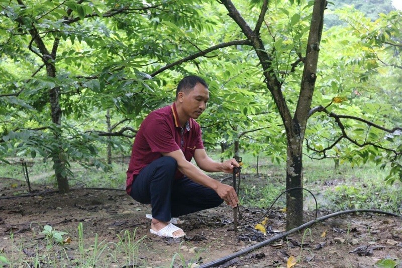 Mô hình vườn mẫu: Đưa nông sản địa phương vươn tới hiệu quả kinh tế và phát triển bền vững Mô hình vườn mẫu: Đưa nông sản địa phương vươn tới hiệu quả kinh tế và phát triển bền vững
