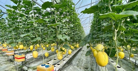 Du lịch nông nghiệp công nghệ cao: Mô hình tiềm năng tại Nghệ An