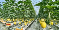 Du lịch nông nghiệp công nghệ cao: Mô hình tiềm năng tại Nghệ An
