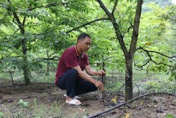 Mô hình vườn mẫu: Đưa nông sản địa phương vươn tới hiệu quả kinh tế và phát triển bền vững