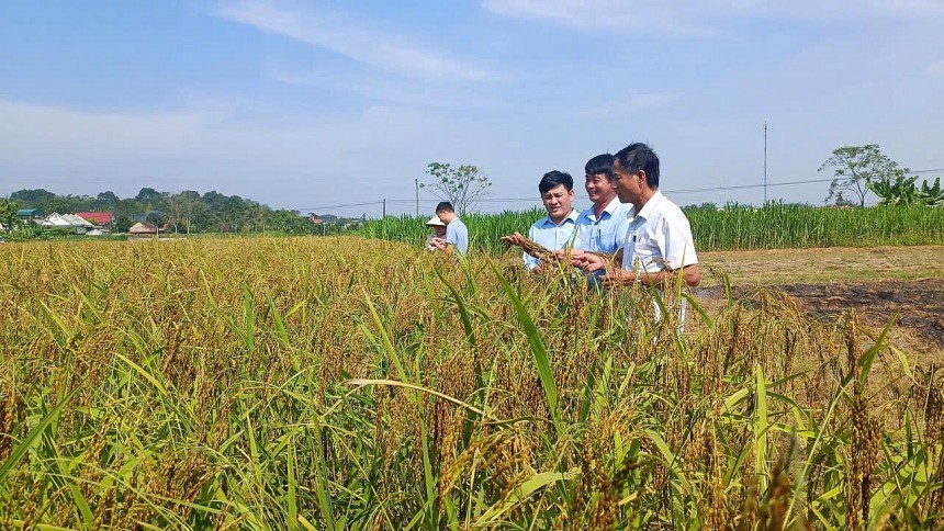 Nhiều giống lúa mới năng suất cao , chống chịu sâu bệnh tốt