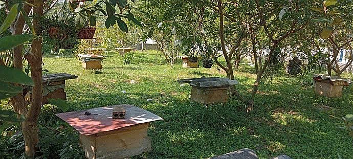 Mô hình nuôi ong tại Như Xuân cho hiệu quả kinh tế