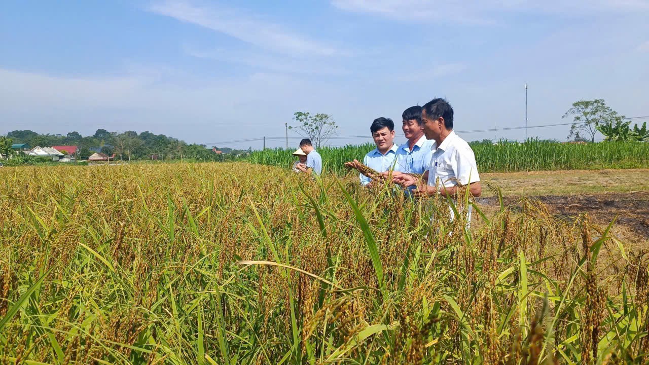 Thanh Hóa: Tập trung xây dựng mô hình khuyến nông trên các sản phẩm chủ lực