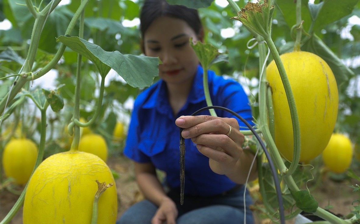 Vườn dưa lưới công nghệ cao trĩu quả ở Đức Thọ