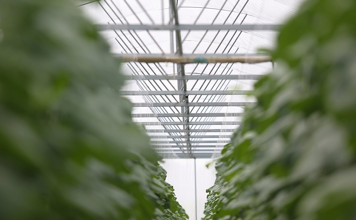 Vườn dưa lưới công nghệ cao trĩu quả ở Đức Thọ