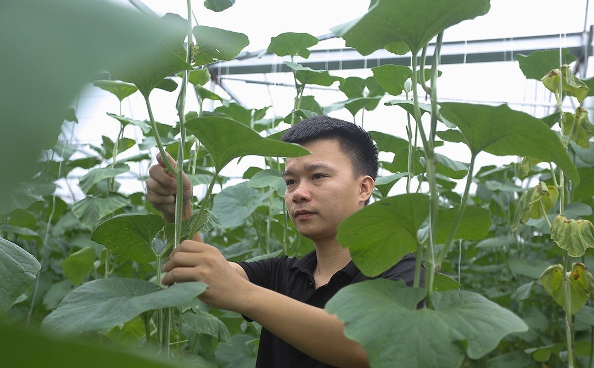 Vườn dưa lưới công nghệ cao trĩu quả ở Đức Thọ