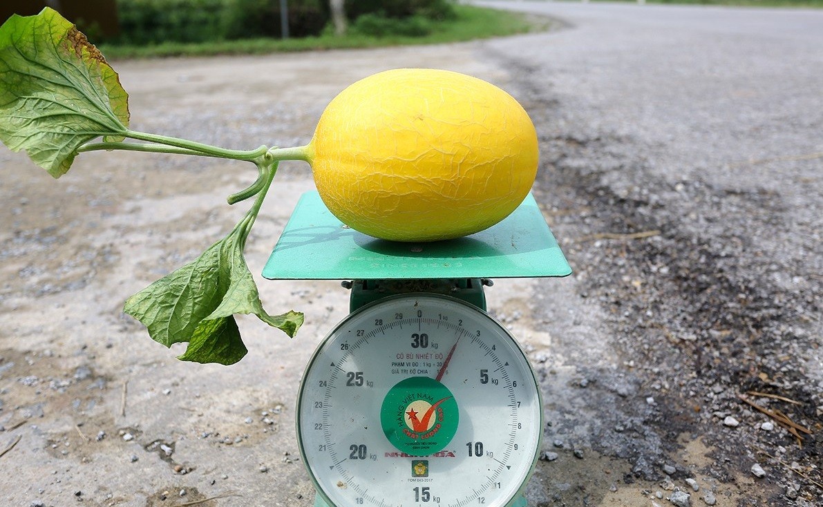 Vườn dưa lưới công nghệ cao trĩu quả ở Đức Thọ