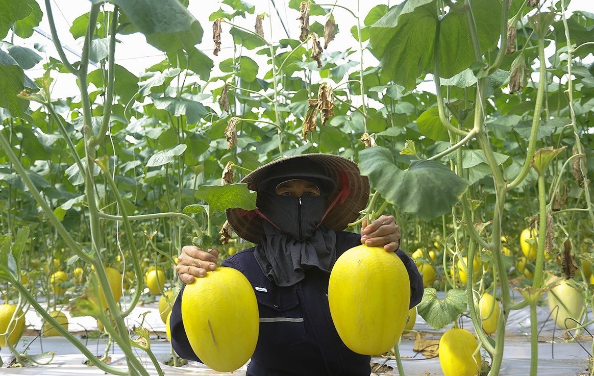 Vườn dưa lưới công nghệ cao trĩu quả ở Đức Thọ