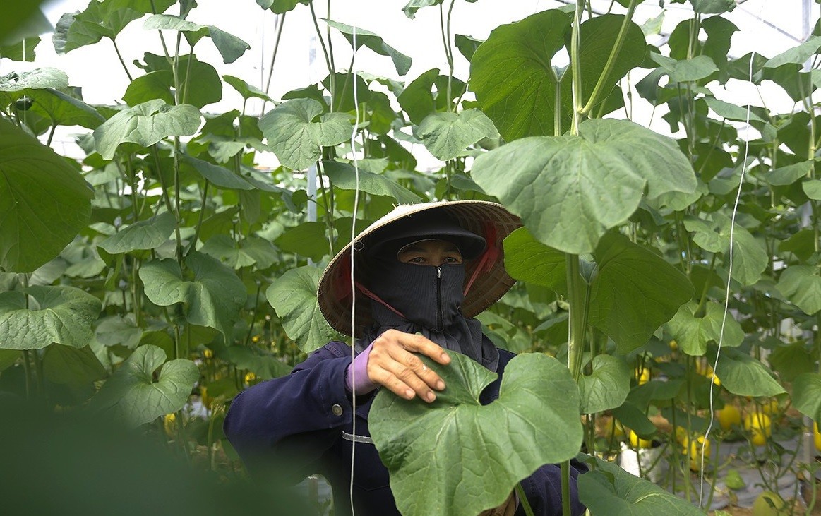 Vườn dưa lưới công nghệ cao trĩu quả ở Đức Thọ