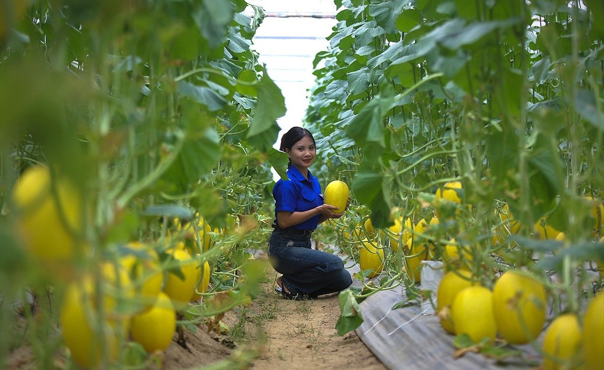 Vườn dưa lưới công nghệ cao trĩu quả ở Đức Thọ