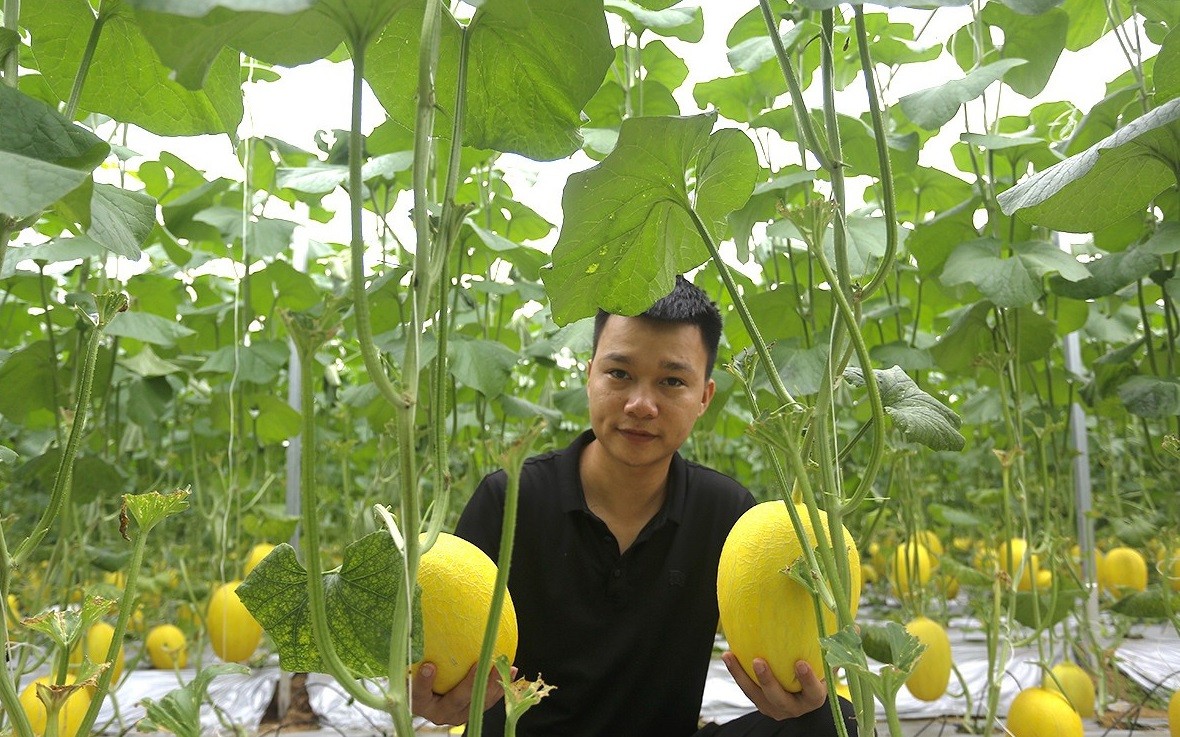 Vườn dưa lưới công nghệ cao trĩu quả ở Đức Thọ