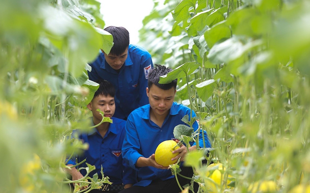 Vườn dưa lưới công nghệ cao trĩu quả ở Đức Thọ