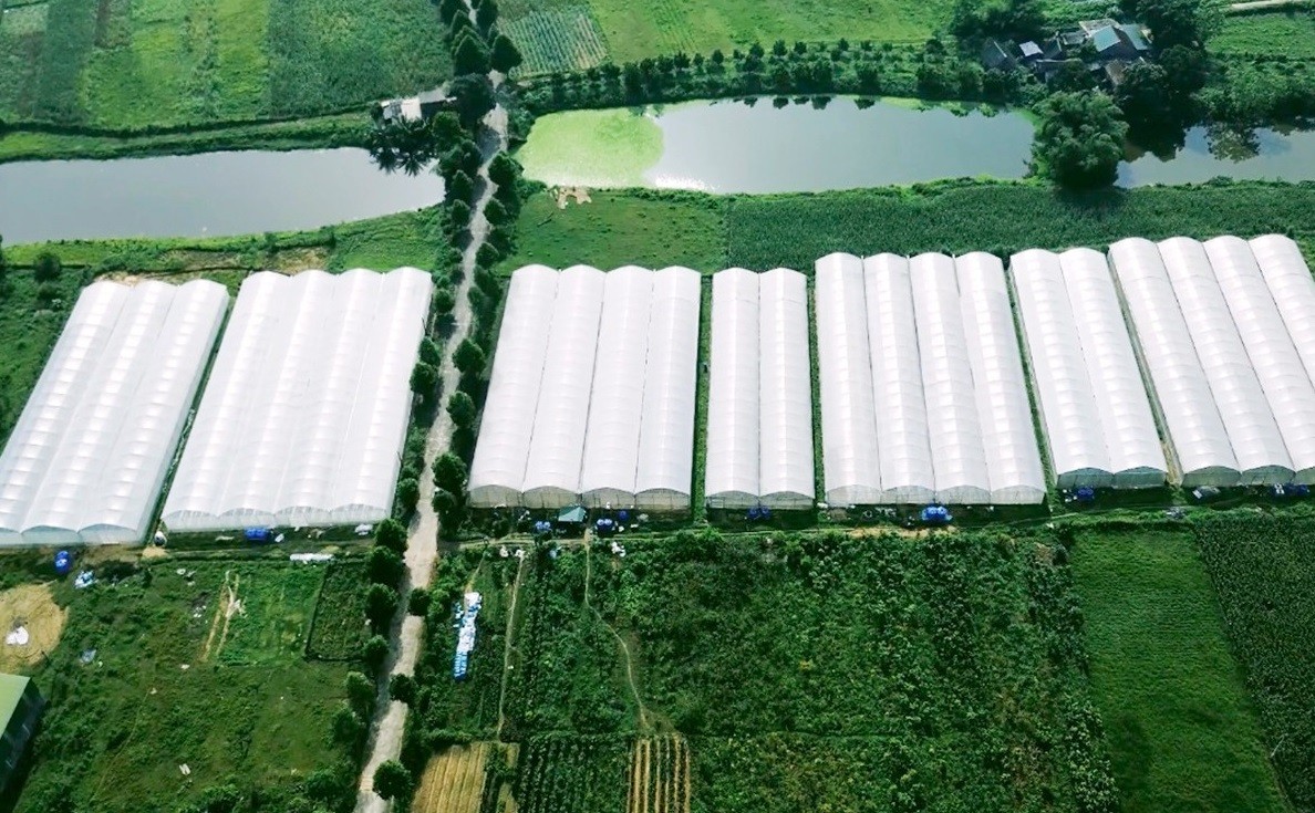 Vườn dưa lưới công nghệ cao trĩu quả ở Đức Thọ