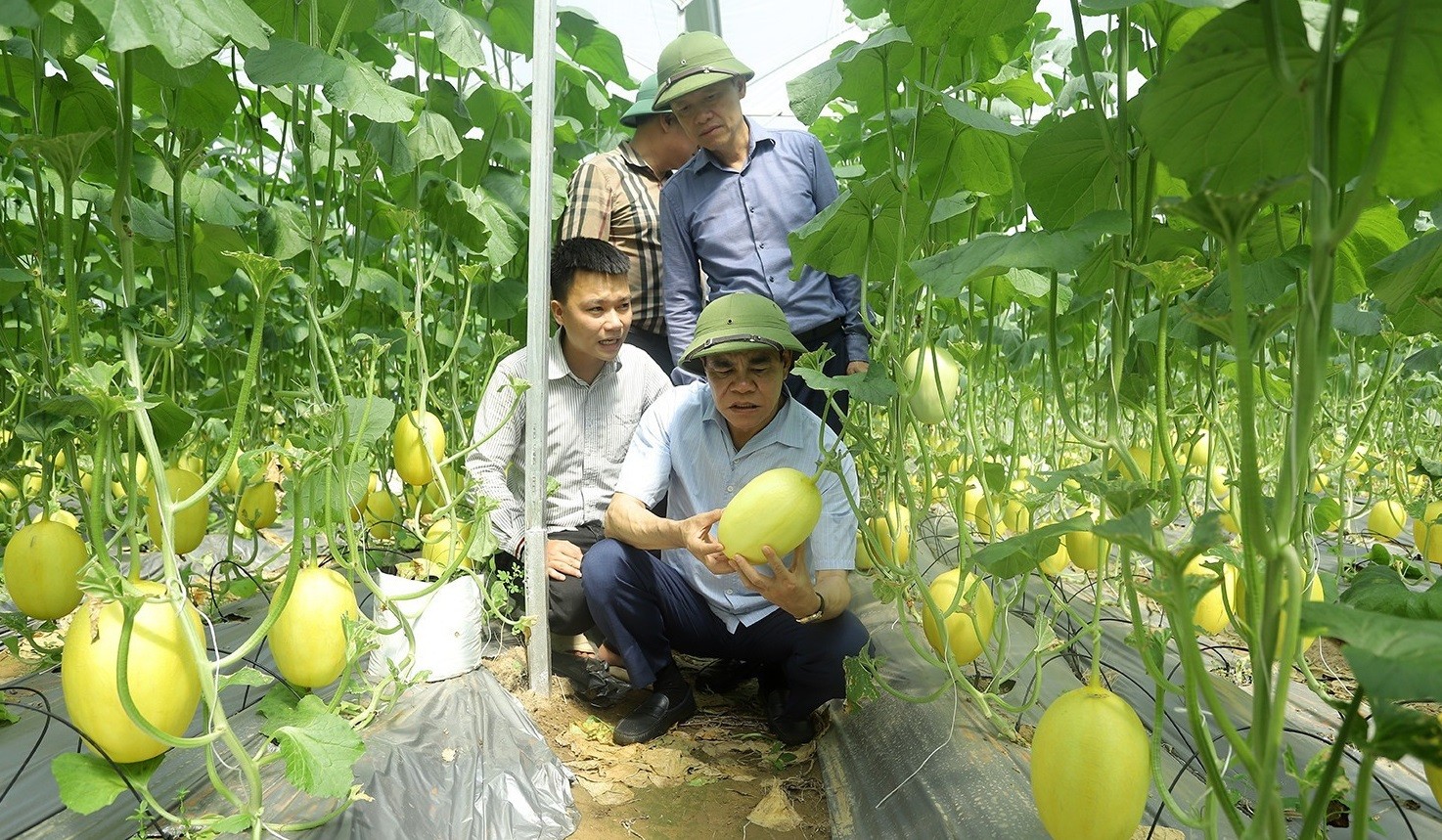 Vườn dưa lưới công nghệ cao trĩu quả ở Đức Thọ