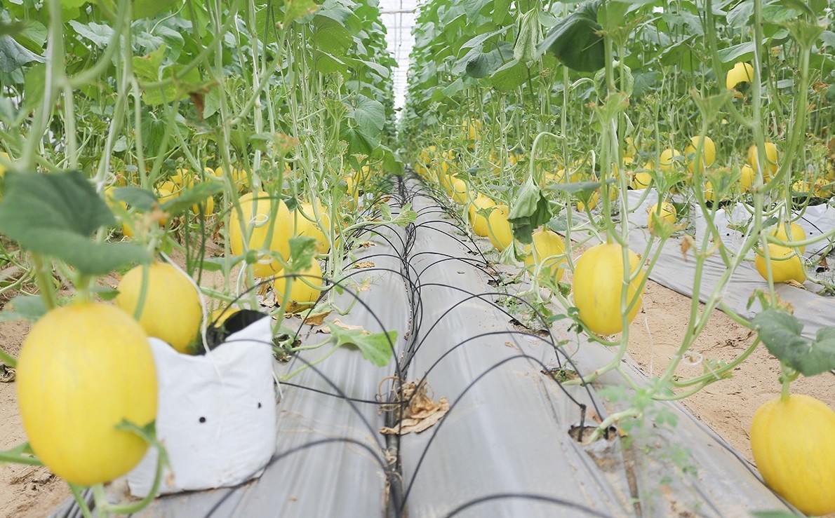 Vườn dưa lưới công nghệ cao trĩu quả ở Đức Thọ