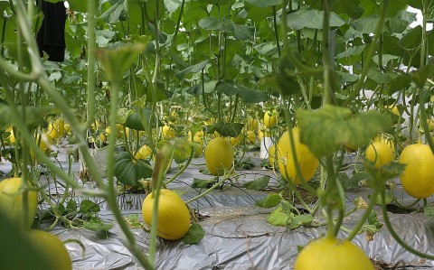 Vườn dưa lưới công nghệ cao trĩu quả ở Đức Thọ