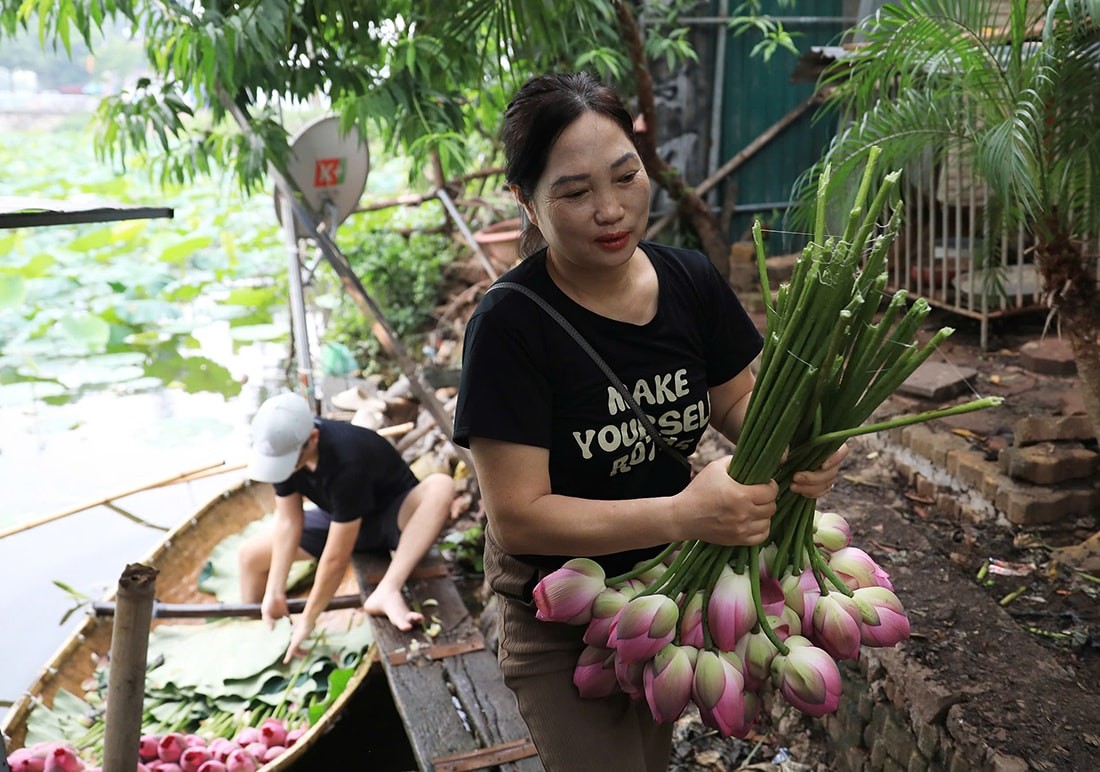 Mùa sen ở hồ Tây Mùa sen ở hồ Tây