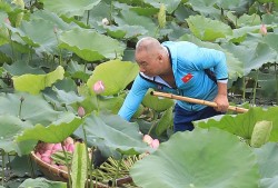 Mùa sen ở hồ Tây