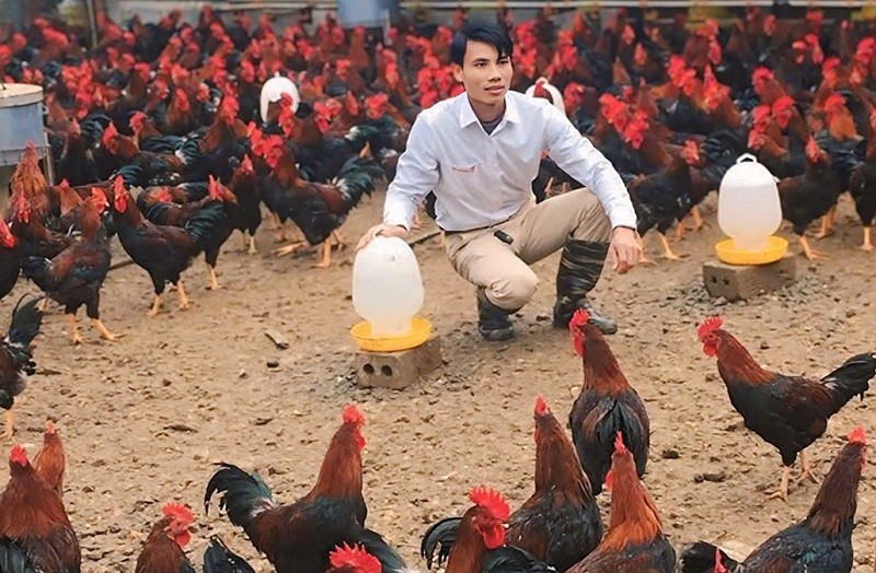 Gà Lạc Thủy - Từ giống gà bản địa đến thương hiệu OCOP tiêu biểu của Hòa Bình