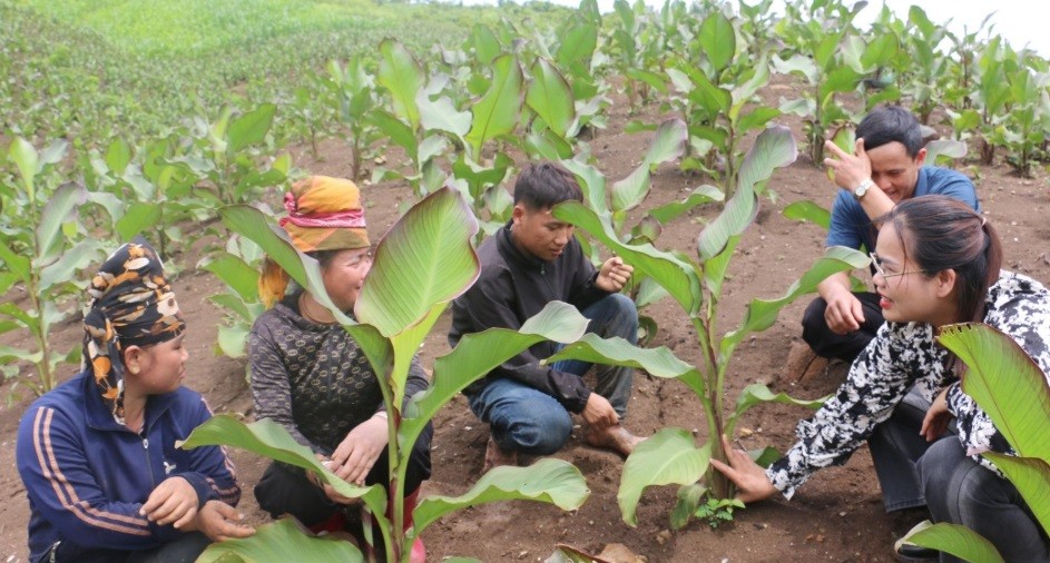 Cán bộ Trung tâm Dịch vụ nông nghiệp huyện Thuận Châu, hướng dẫn nhân dân bản Nà Cưa chăm sóc cây dong riềng.