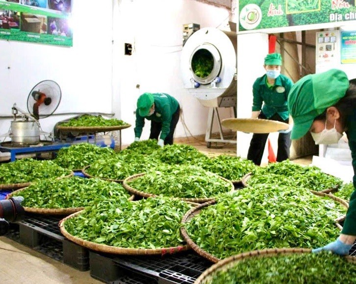 Hợp tác xã chè Nhật Thức đang tạo việc làm ổn định cho hơn 10 lao động, với mức thu nhập bình quân trên 8 triệu đồng/người/tháng
