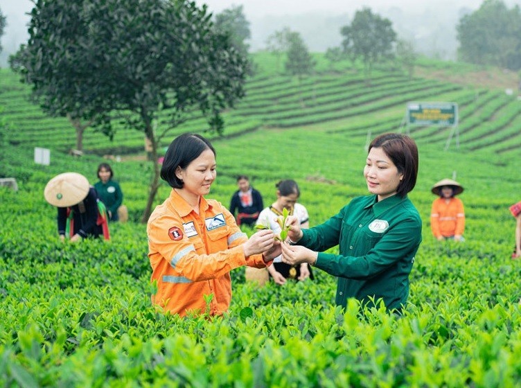 Chị Đào Thị Thức (bên phải) luôn sát sao tại các nương chè để cho ra đời những sản phẩm chất lượng cao