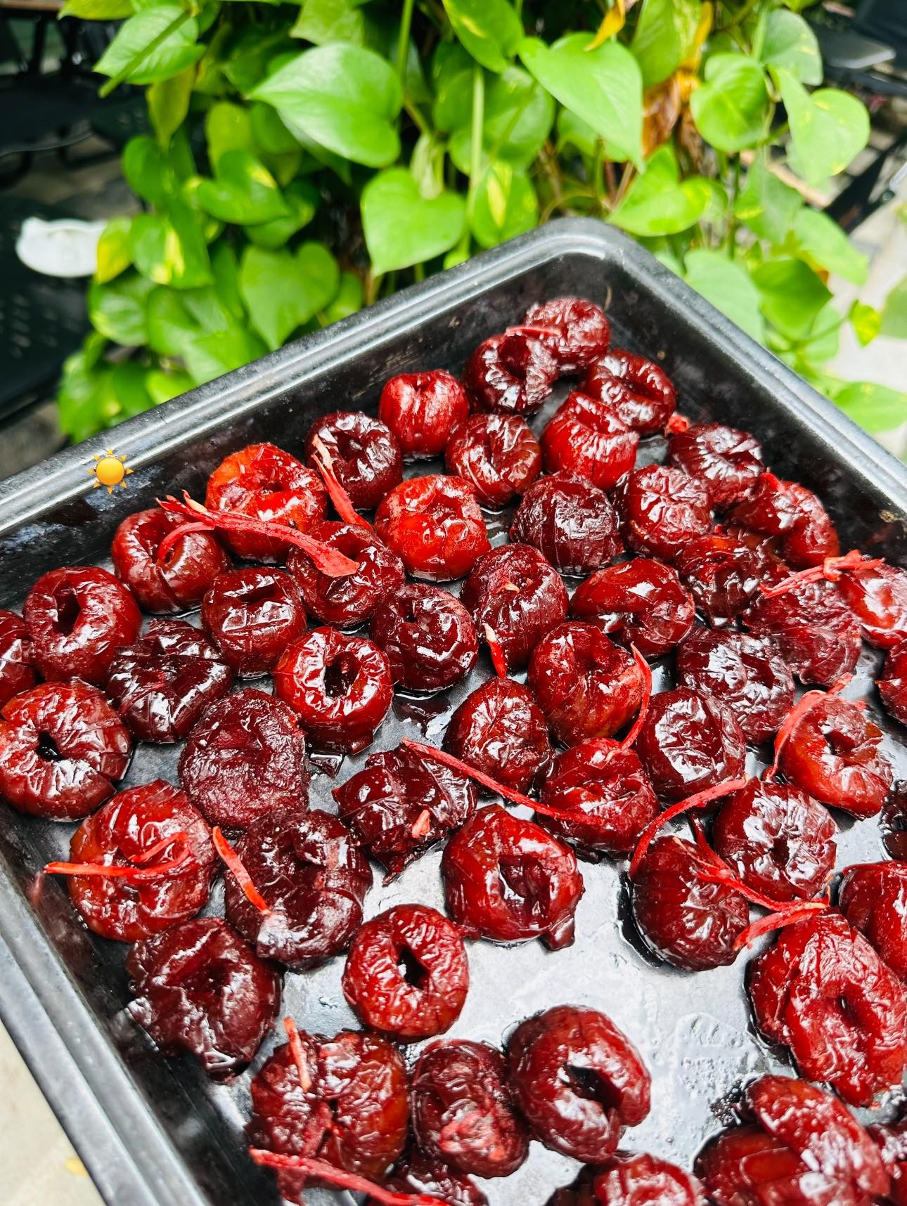 Đặc sản mận Tam hoa của vùng cao Bắc Hà Đặc sản mận Tam hoa của vùng cao Bắc Hà