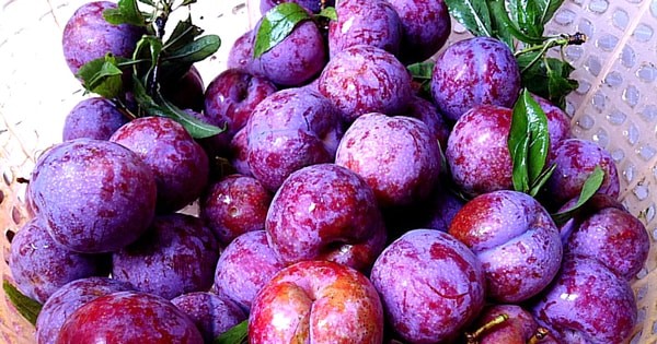 Đặc sản mận Tam hoa của vùng cao Bắc Hà Đặc sản mận Tam hoa của vùng cao Bắc Hà