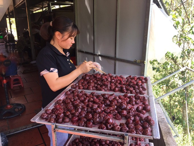 Đặc sản mận Tam hoa của vùng cao Bắc Hà Đặc sản mận Tam hoa của vùng cao Bắc Hà