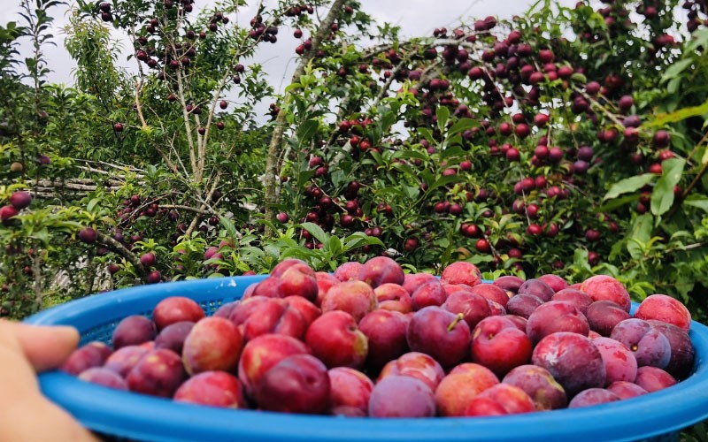 Đặc sản mận Tam hoa của vùng cao Bắc Hà Đặc sản mận Tam hoa của vùng cao Bắc Hà