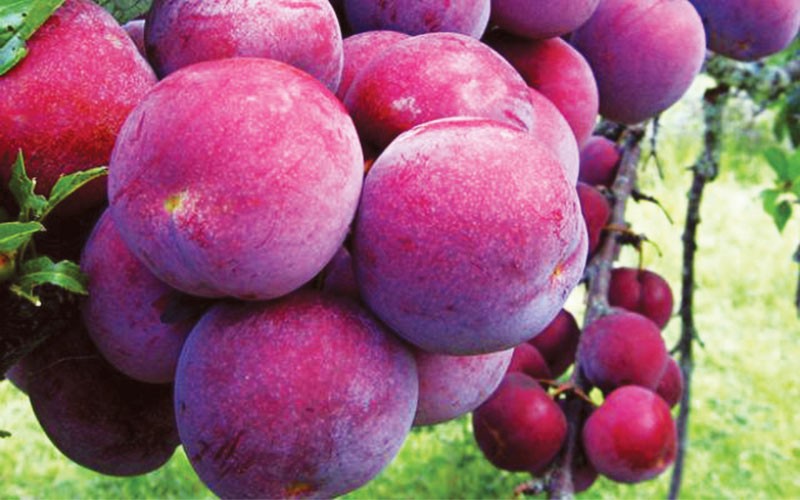 Đặc sản mận Tam hoa của vùng cao Bắc Hà Đặc sản mận Tam hoa của vùng cao Bắc Hà