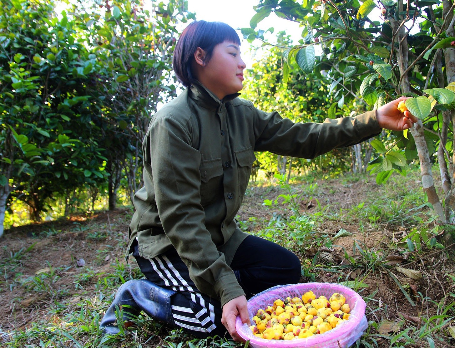 "Báu vật thoát nghèo" giúp nông dân lãi đậm dịp Tết Nguyên đán "Báu vật thoát nghèo" giúp nông dân lãi đậm dịp Tết Nguyên đán