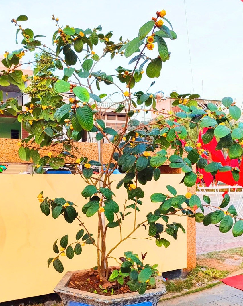 "Báu vật thoát nghèo" giúp nông dân lãi đậm dịp Tết Nguyên đán "Báu vật thoát nghèo" giúp nông dân lãi đậm dịp Tết Nguyên đán