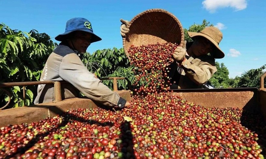 Ngày 9/7: Giá cà phê giảm mạnh, hồ tiêu Ngày 9/7: Giá cà phê giảm mạnh, hồ tiêu neo cao ở mức 140.600 đồng/kg