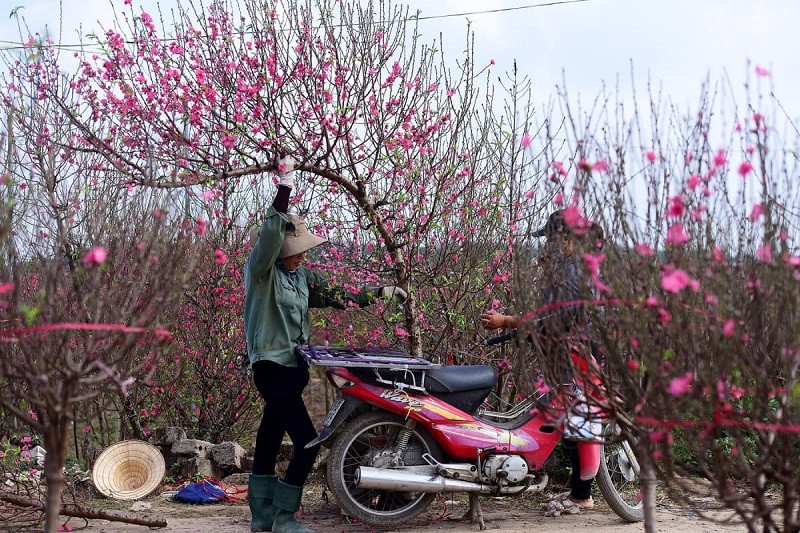 Ninh Bình: Công nhận làng nghề trồng hoa đào