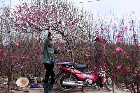 Ninh Bình: Công nhận làng nghề trồng hoa đào