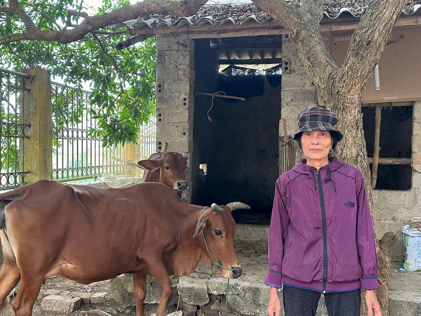 Hỗ trợ bò giống sinh sản là cơ hội thoát nghèo của hộ gia đình bà Nguyễn Thị Khiếu xã Thạch Định, huyện Thạch Thành