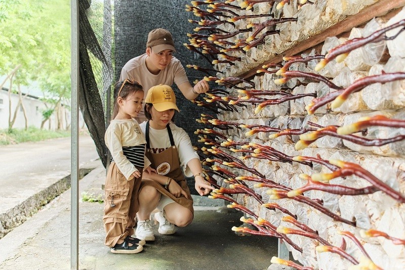 Các du khách đến tham quan, trải nghiệm mô hình nấm ngon từ trang trại h Các du khách đến tham quan, trải nghiệm mô hình nấm ngon từ trang trại h