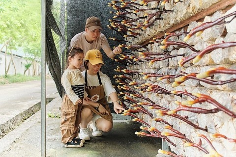 dai tu chu trong phat trien san pham ocop gan voi xay dung nong thon moi