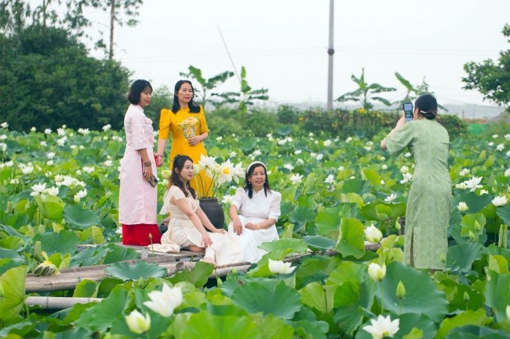 Xã Chuyên Mỹ (Hà Nội): Đa dạng hóa sản phẩm, nâng cao giá trị cho cây sen Xã Chuyên Mỹ (Hà Nội): Đa dạng hóa sản phẩm, nâng cao giá trị cho cây sen