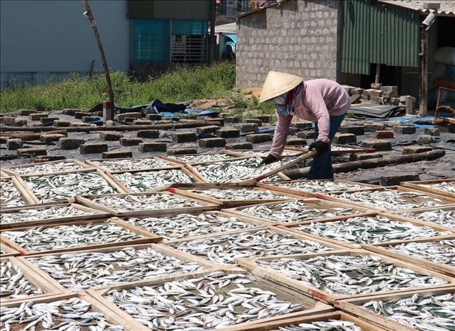Trăn trở nghề hấp cá ở xã Cửa Việt
