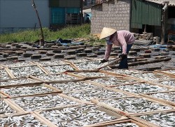 Trăn trở nghề hấp cá ở xã Cửa Việt