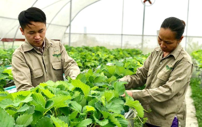 Lào Cai: Phát triển nông thôn mới từ nông sản thế mạnh và HTX bản địa