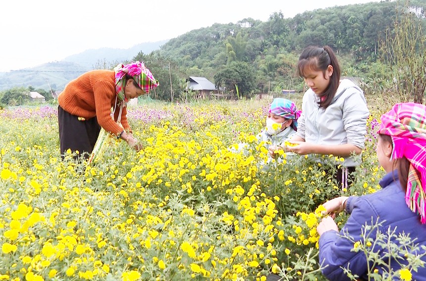 Lào Cai: Phát triển nông thôn mới từ nông sản thế mạnh và HTX bản địa