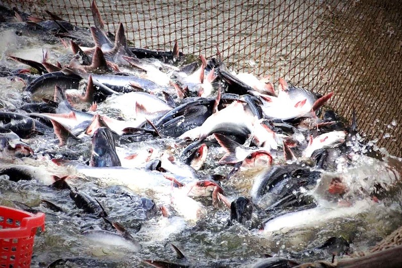 Doanh nghiệp đang nỗ lực thúc đẩy kinh tế địa phương thông qua tận dụng nguồn lao động sẵn có và nguyên liệu dồi dào từ vùng sông nước Cửu Long Doanh nghiệp đang nỗ lực thúc đẩy kinh tế địa phương thông qua tận dụng nguồn lao động sẵn có và nguyên liệu dồi dào từ vùng sông nước Cửu Long