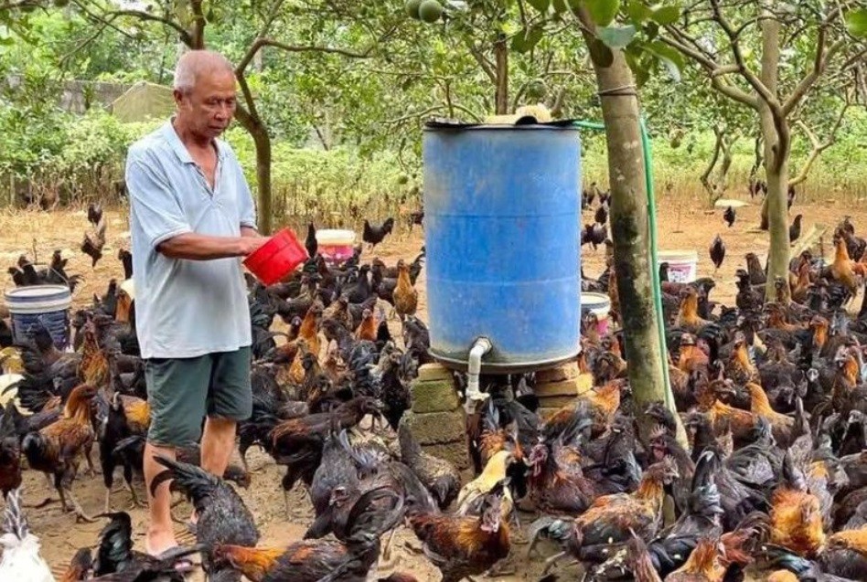 Mô hình nuôi gà đồi kết hợp trồng bưởi của thành viên. Mô hình nuôi gà đồi kết hợp trồng bưởi của thành viên.