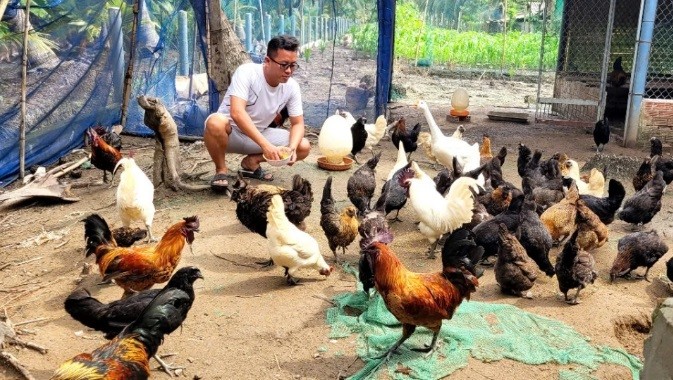 Anh Huỳnh Văn Hiếu còn là chủ trang trại gà đen của dân tộc H'Mông